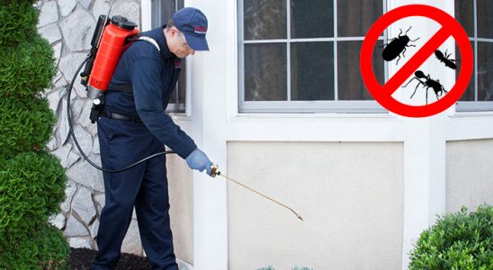 Ayancık Fare İlaçlama böcek ilaçlama ve haşere kontrolü — ilaclama-tr.com
